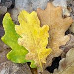 Grün Gelb Braun Eiche Blätter Blattverfärbung Vollherbst Herbst pflanzliche Trikolore