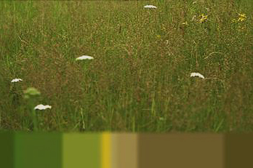 Gartenpraxis Ulmer Verlag Artikel 