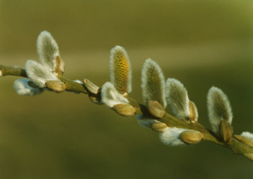 Weidenkätzchen phänologie farbphänologie farbenphänologie